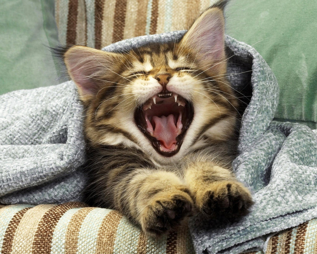 Kitten Yawning wallpaper 1280x1024