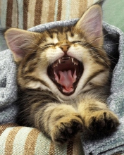 Das Kitten Yawning Wallpaper 176x220