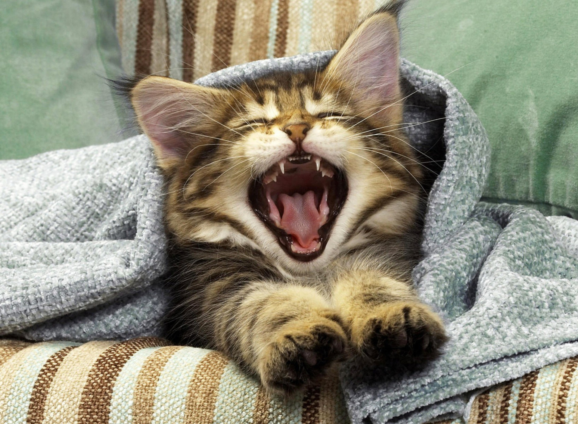 Fondo de pantalla Kitten Yawning 1920x1408