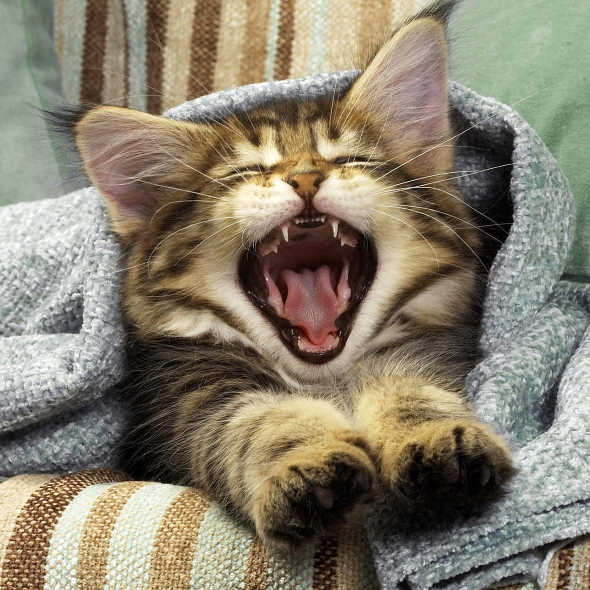 Fondo de pantalla Kitten Yawning 2048x2048