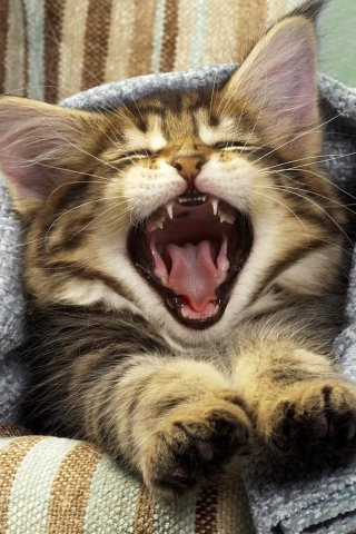 Обои Kitten Yawning 320x480