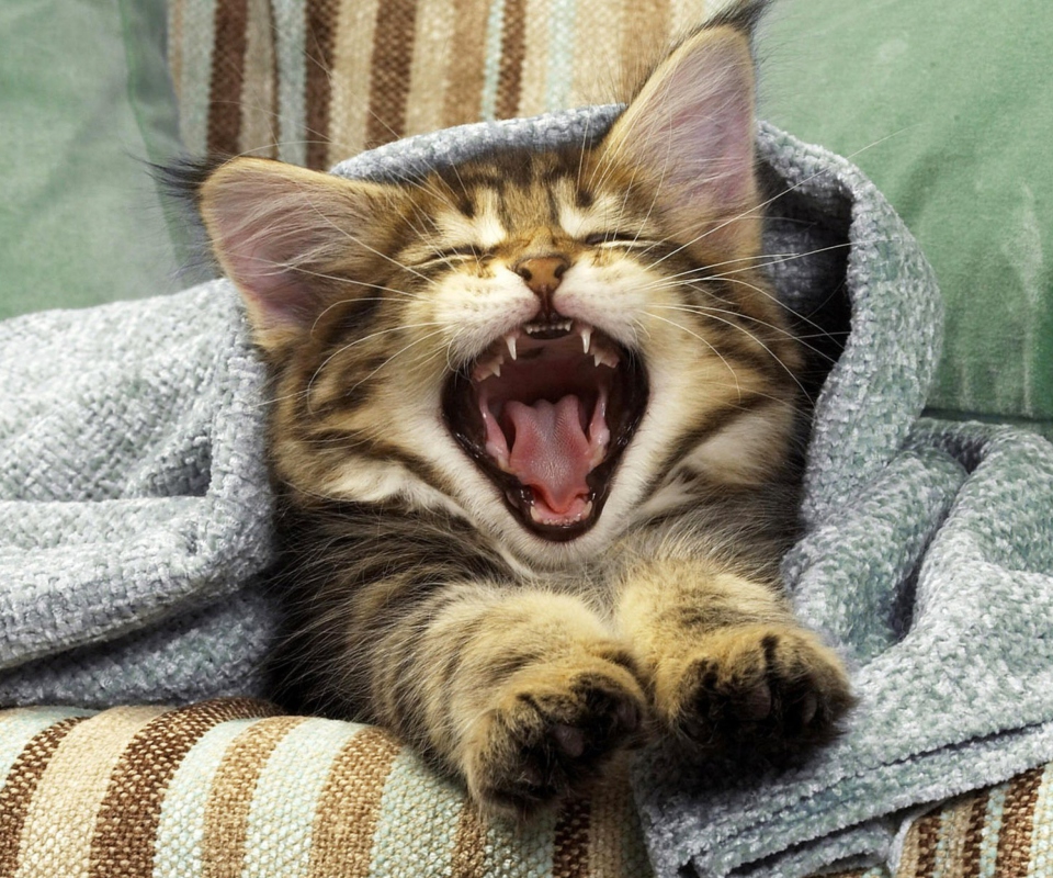 Обои Kitten Yawning 960x800