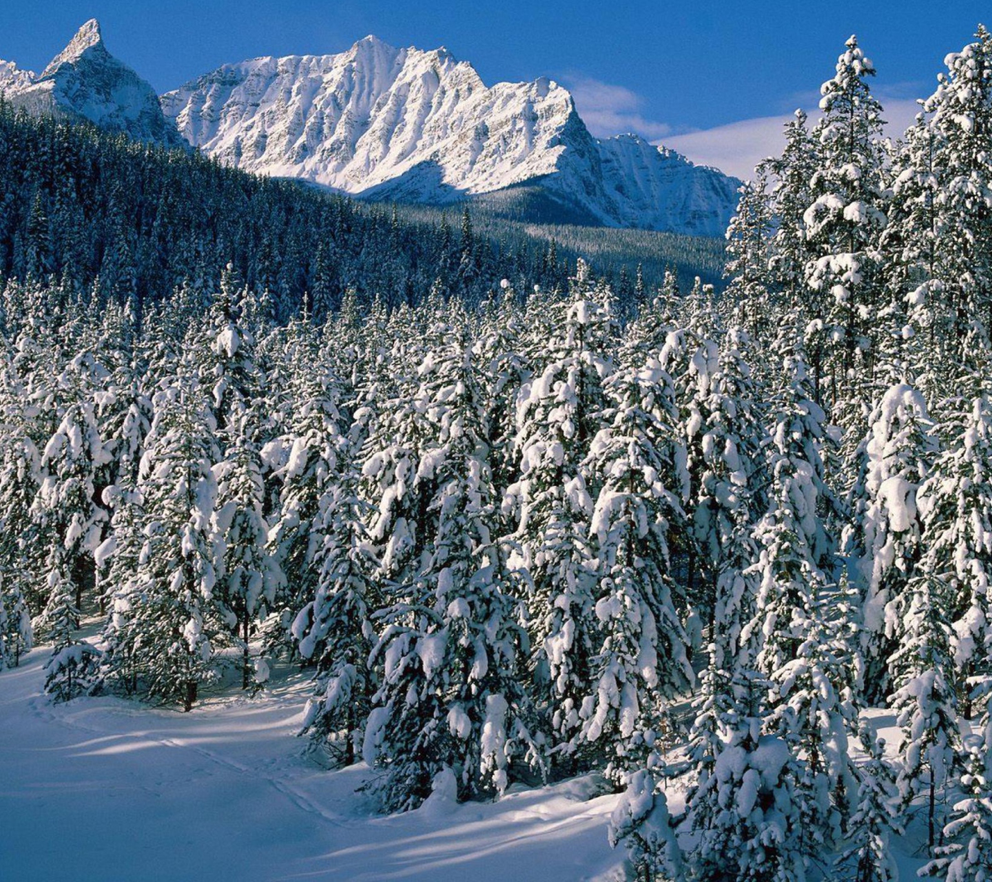 Sfondi Canada's Winter 1440x1280
