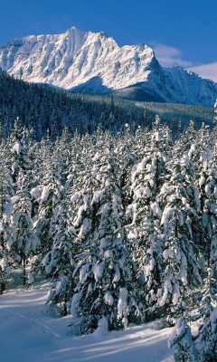 Das Canada's Winter Wallpaper 240x400