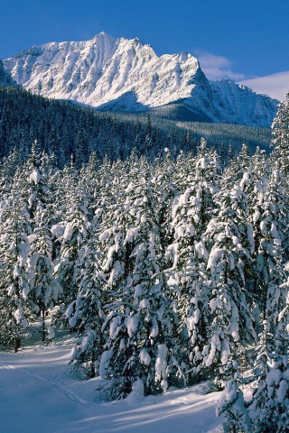 Das Canada's Winter Wallpaper 320x480