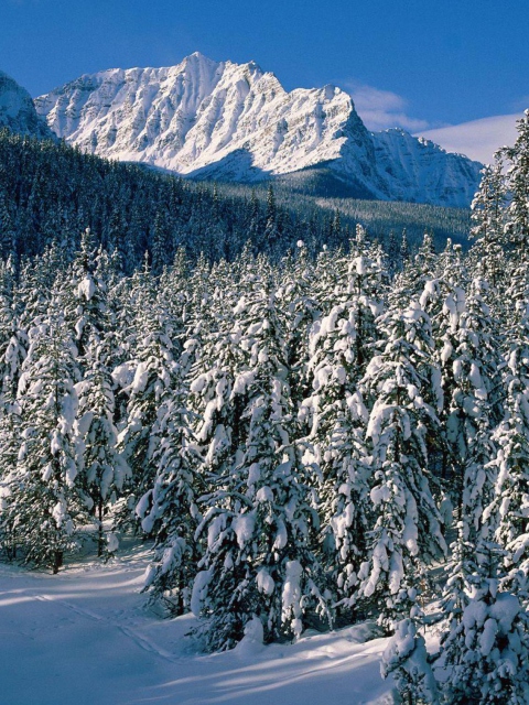 Fondo de pantalla Canada's Winter 480x640