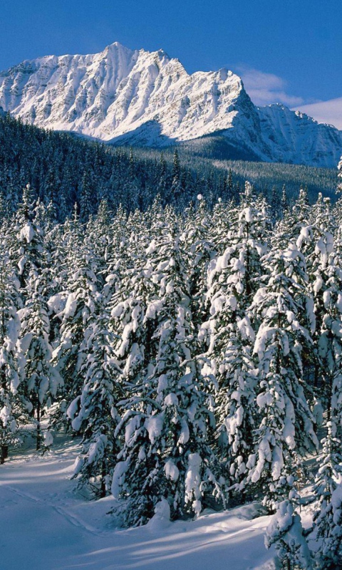 Canada's Winter wallpaper 480x800