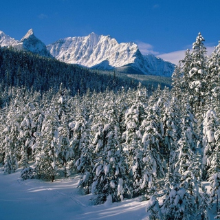 Canada's Winter Background for 1024x1024