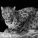 Fondo de pantalla Snow Leopard 128x128