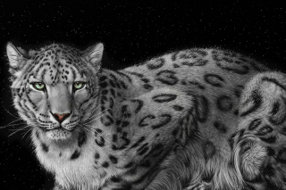 Snow Leopard Background for Android, iPhone and iPad