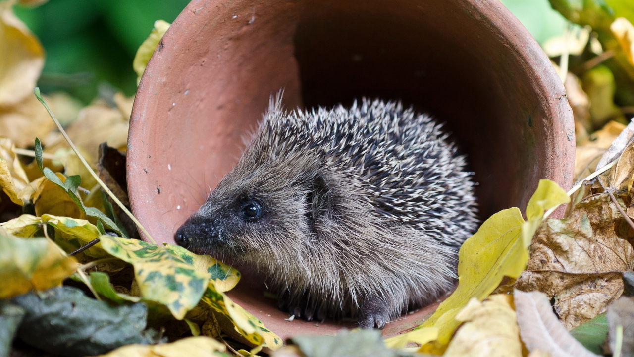 Screenshot №1 pro téma Cute Hedgehog 1280x720