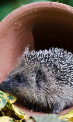 Cute Hedgehog screenshot #1 240x400