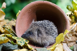 Cute Hedgehog - Fondos de pantalla gratis 