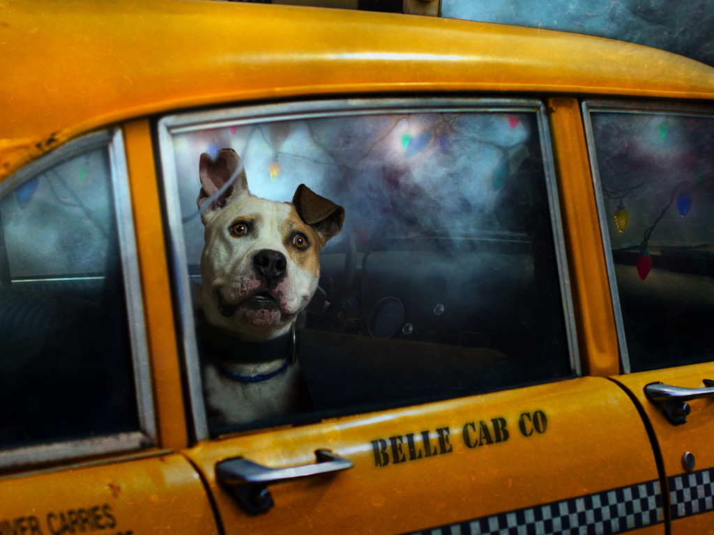 Sfondi Yellow Cab Dog 1024x768