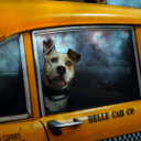 Fondo de pantalla Yellow Cab Dog 128x128