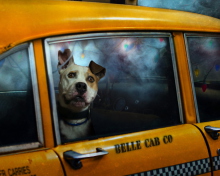 Das Yellow Cab Dog Wallpaper 220x176