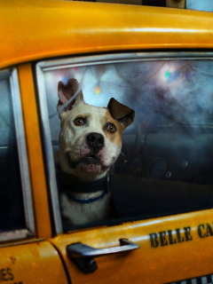 Yellow Cab Dog wallpaper 240x320