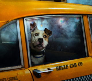 Yellow Cab Dog - Obrázkek zdarma pro iPad