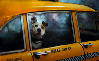 Yellow Cab Dog - Obrázkek zdarma pro HTC Desire 310