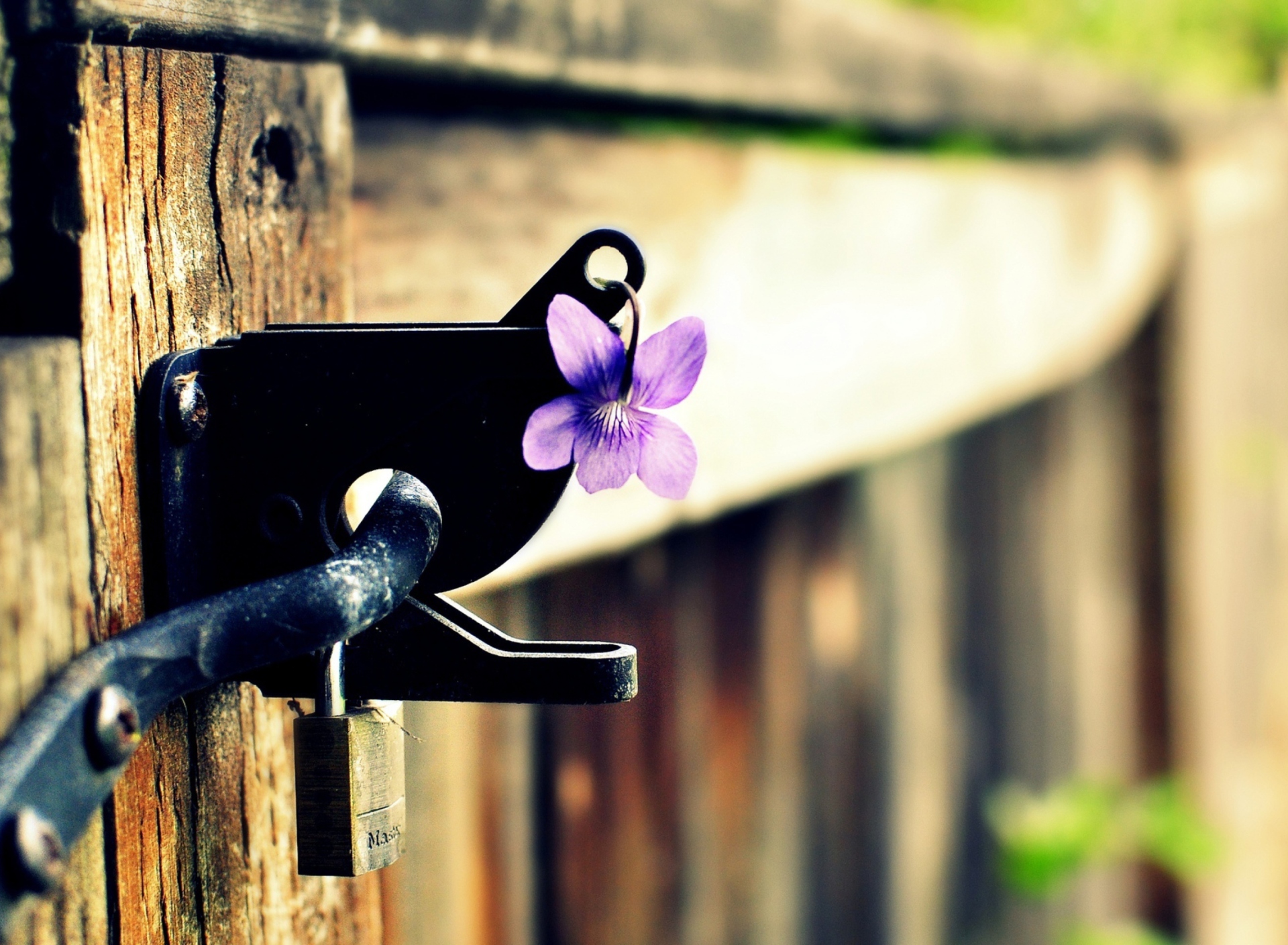 Fondo de pantalla Purple Flower Lock Door 1920x1408
