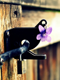 Das Purple Flower Lock Door Wallpaper 240x320