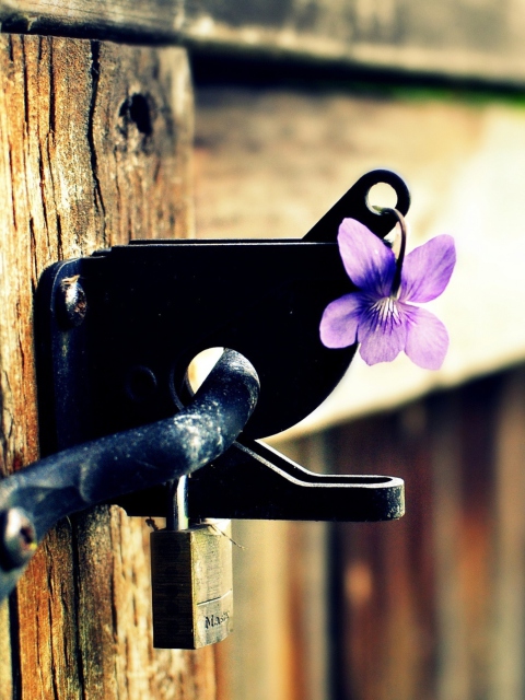 Das Purple Flower Lock Door Wallpaper 480x640