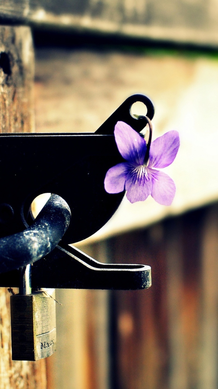 Purple Flower Lock Door wallpaper 750x1334