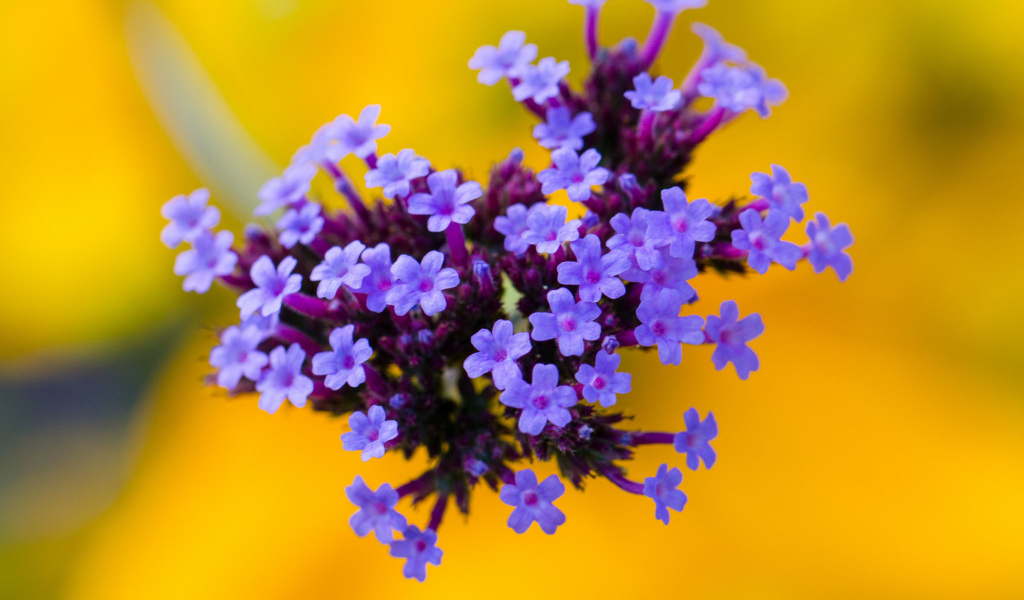 Little Purple Blue Flowers On Yellow Background screenshot #1 1024x600