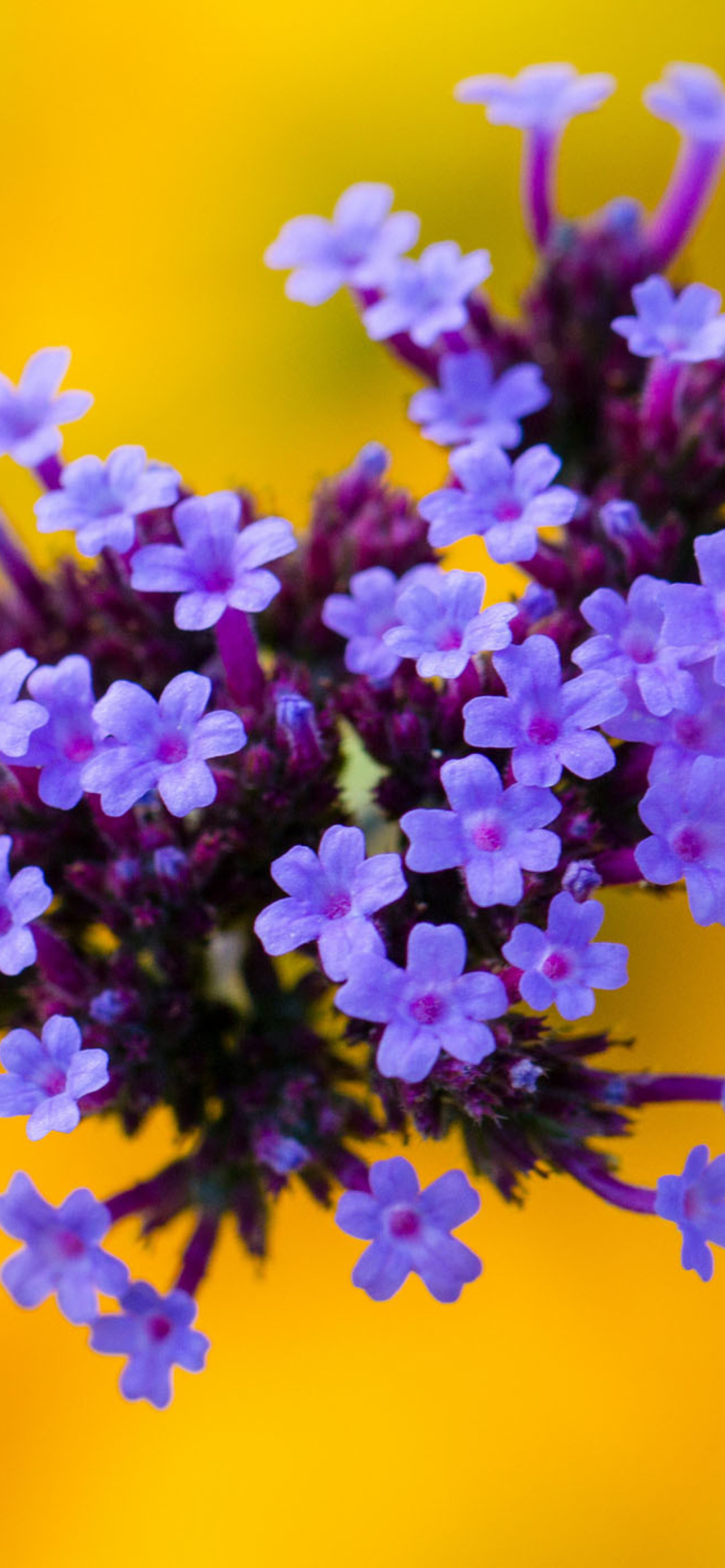 Обои Little Purple Blue Flowers On Yellow Background 1170x2532