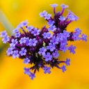 Sfondi Little Purple Blue Flowers On Yellow Background 128x128