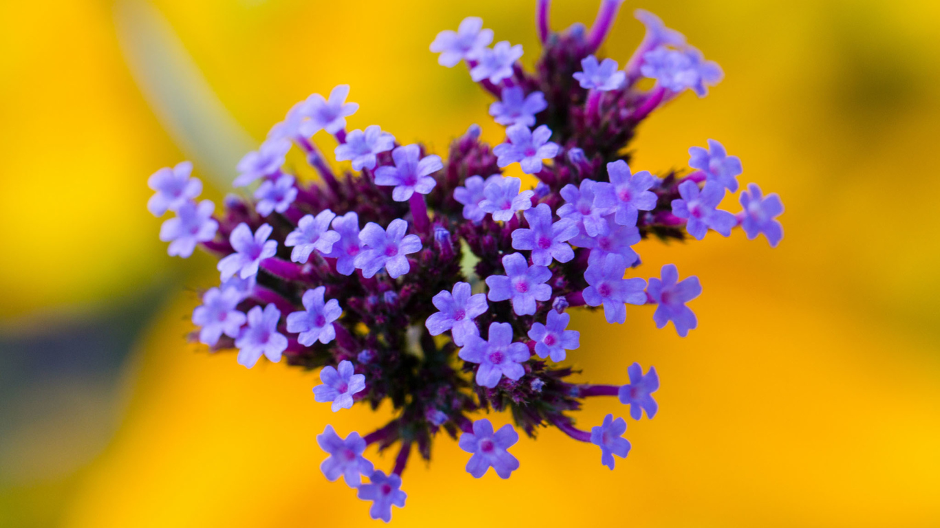 Little Purple Blue Flowers On Yellow Background wallpaper 1366x768