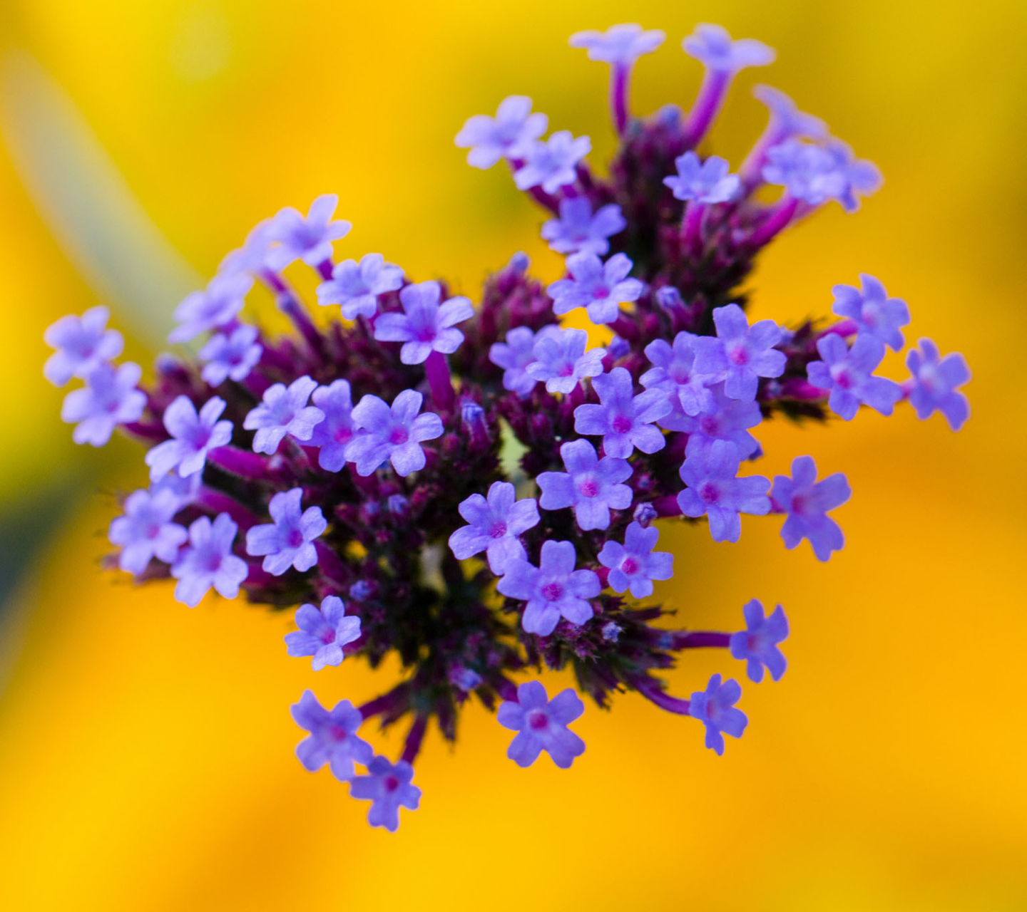 Fondo de pantalla Little Purple Blue Flowers On Yellow Background 1440x1280