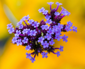 Little Purple Blue Flowers On Yellow Background screenshot #1 176x144