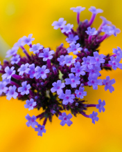 Sfondi Little Purple Blue Flowers On Yellow Background 176x220