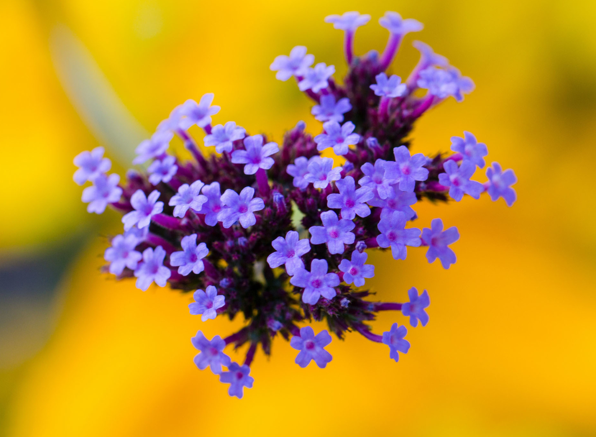 Sfondi Little Purple Blue Flowers On Yellow Background 1920x1408