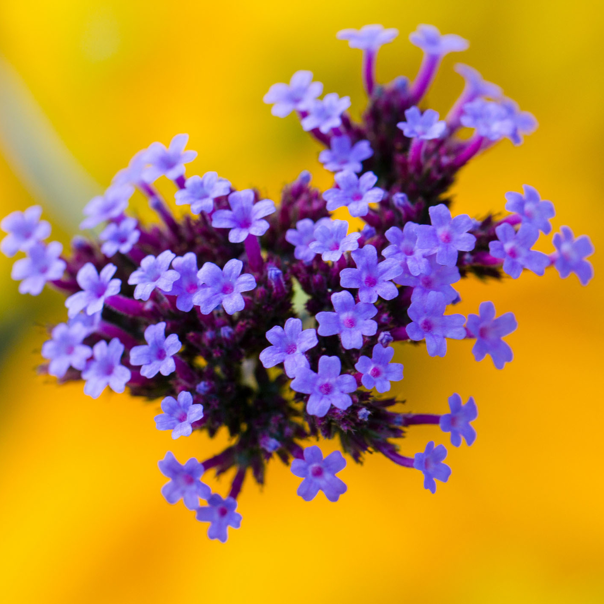 Sfondi Little Purple Blue Flowers On Yellow Background 2048x2048