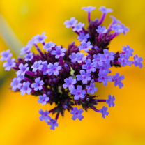 Sfondi Little Purple Blue Flowers On Yellow Background 208x208