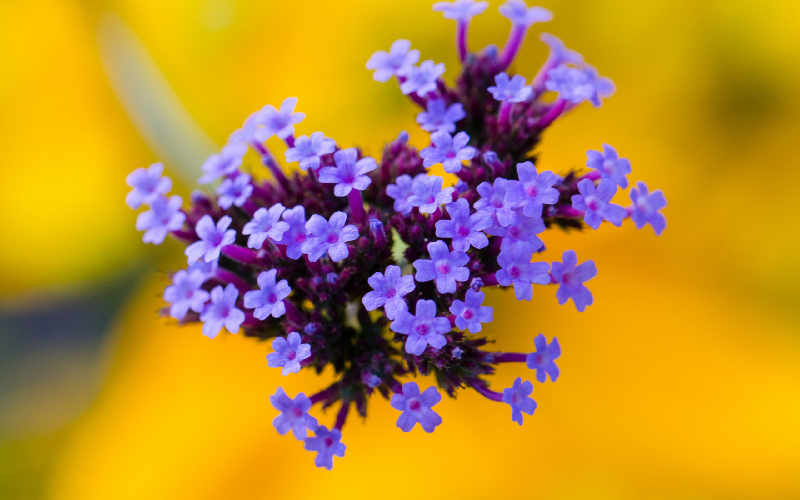 Little Purple Blue Flowers On Yellow Background wallpaper 2560x1600