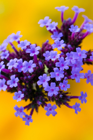 Fondo de pantalla Little Purple Blue Flowers On Yellow Background 320x480