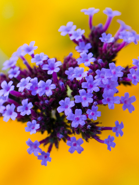 Обои Little Purple Blue Flowers On Yellow Background 480x640