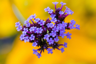 Little Purple Blue Flowers On Yellow Background sfondi gratuiti per cellulari Android, iPhone, iPad e desktop