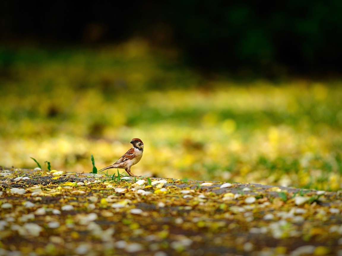 Little Sparrow wallpaper 1152x864