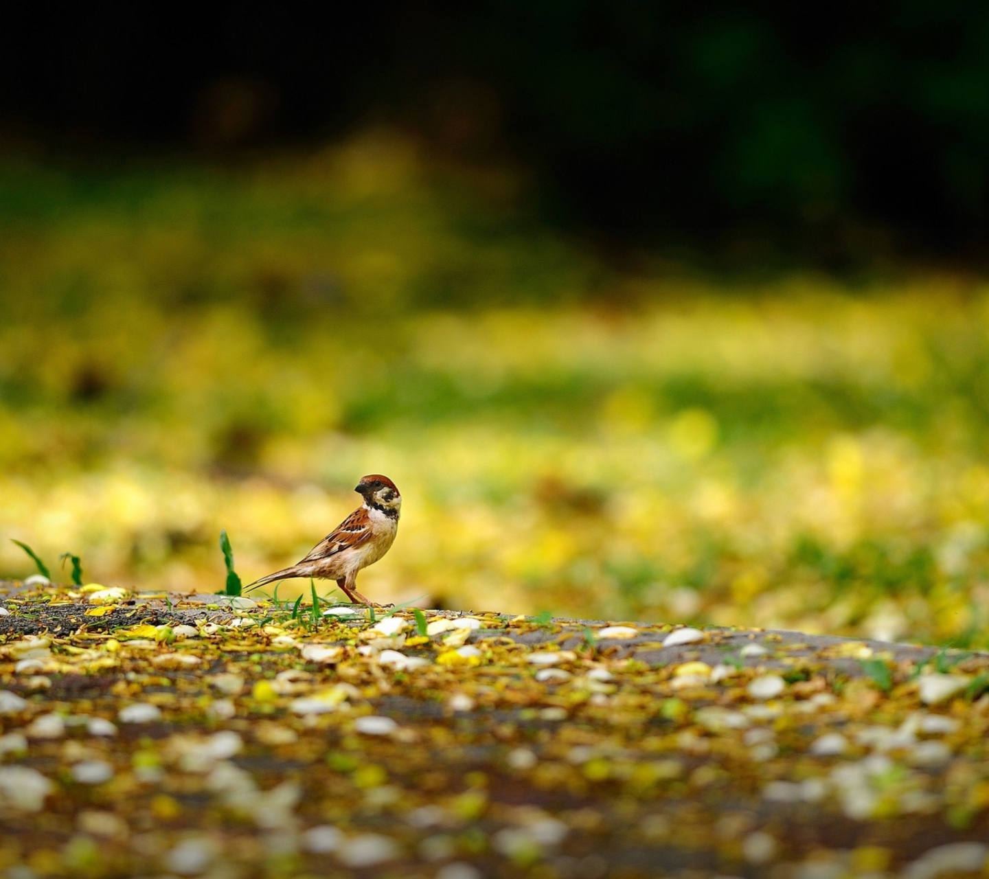 Little Sparrow wallpaper 1440x1280