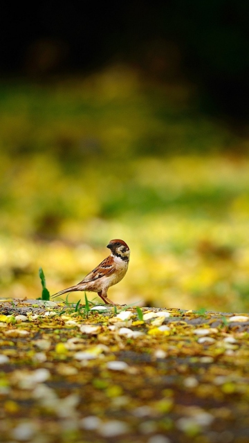 Sfondi Little Sparrow 360x640