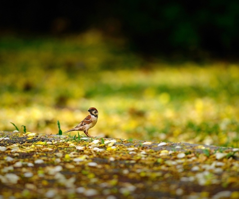 Little Sparrow wallpaper 480x400