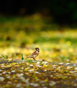 Little Sparrow papel de parede para celular para iPhone 4S