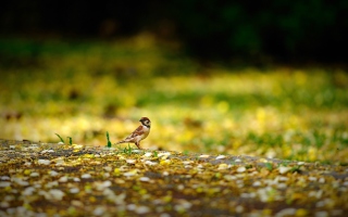 Little Sparrow Background for Android, iPhone and iPad