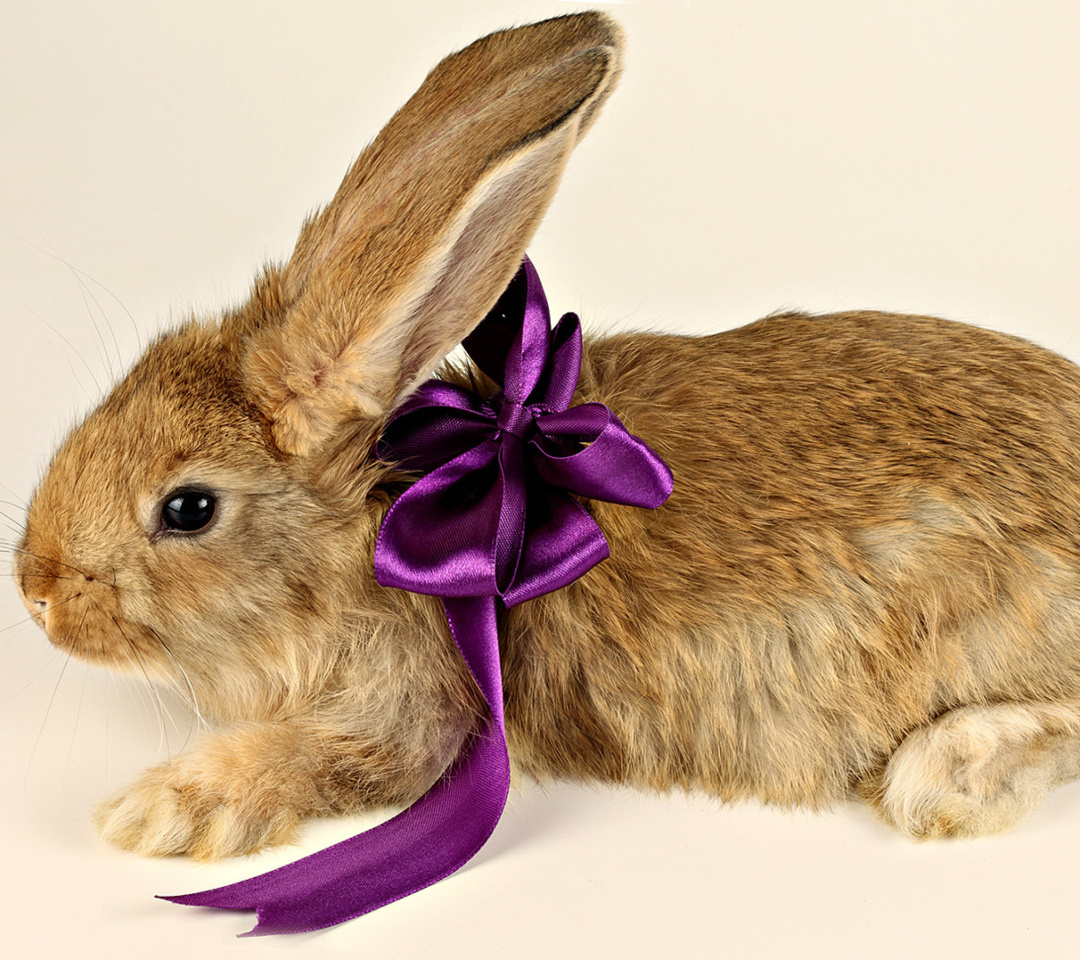 Das Rabbit with Bow Wallpaper 1080x960