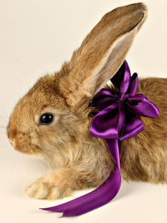 Sfondi Rabbit with Bow 240x320