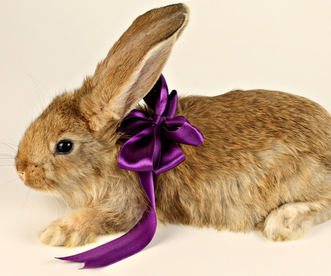 Sfondi Rabbit with Bow 480x400